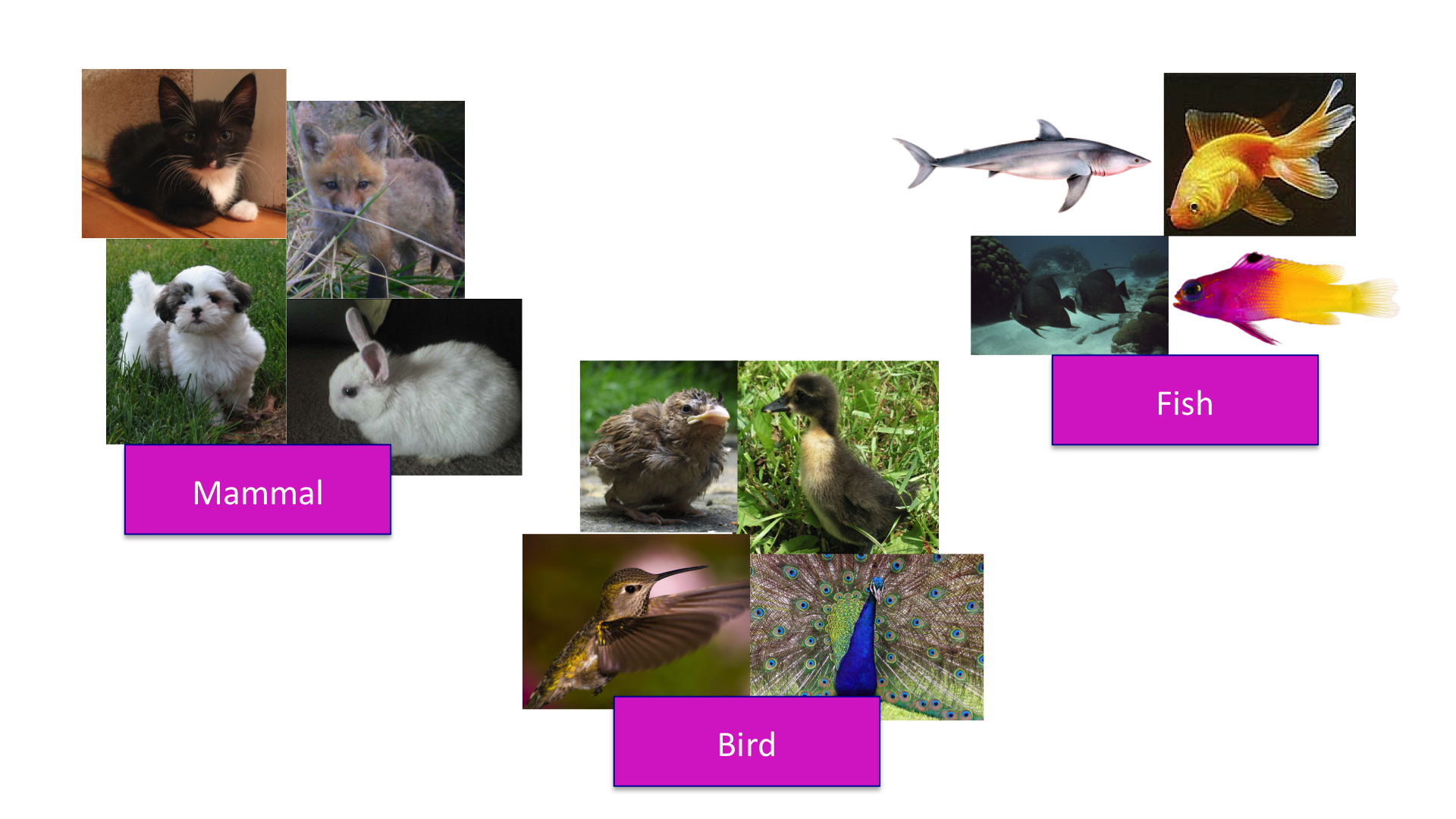 Clustering of animals.