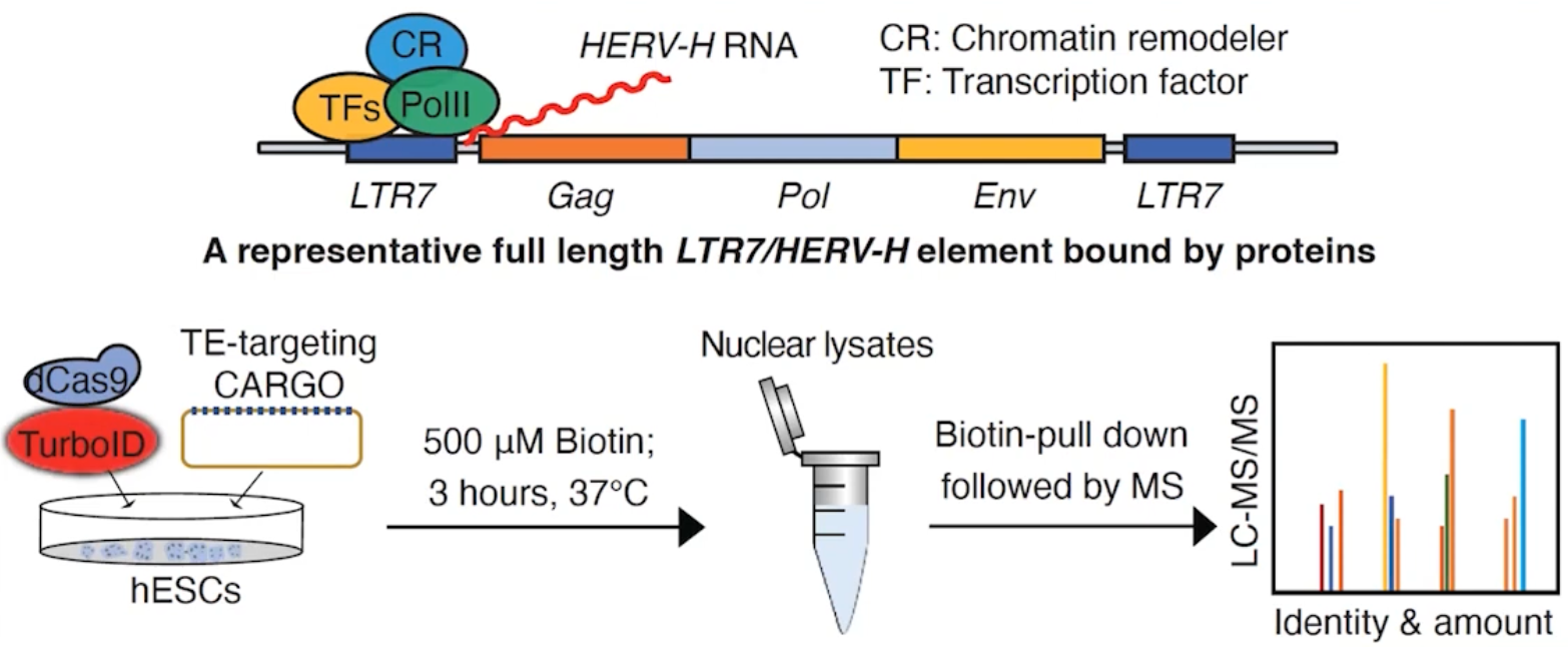 Overview of the CARGO-TurboID proximity-labeling strategy