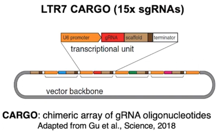 CARGO guides dCas9 to LTR7 copies across the genome