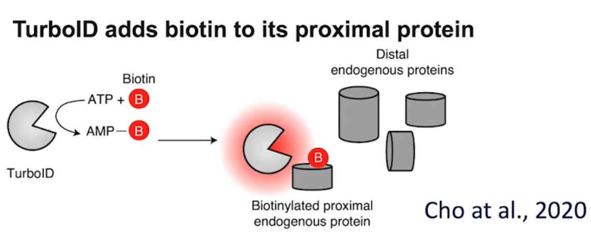 TurboID labels proteins near its genomic target